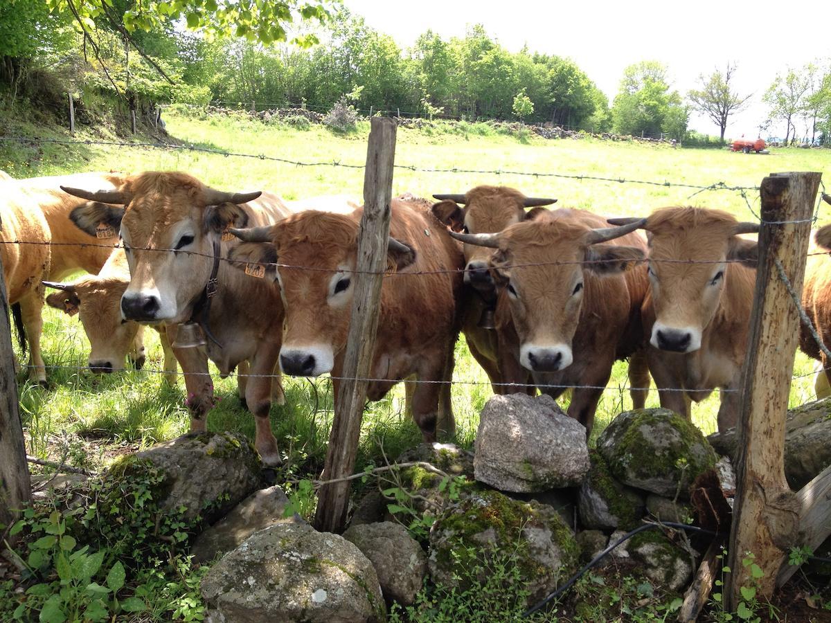 Le Clos De Banes Argences-en-Aubrac Экстерьер фото
